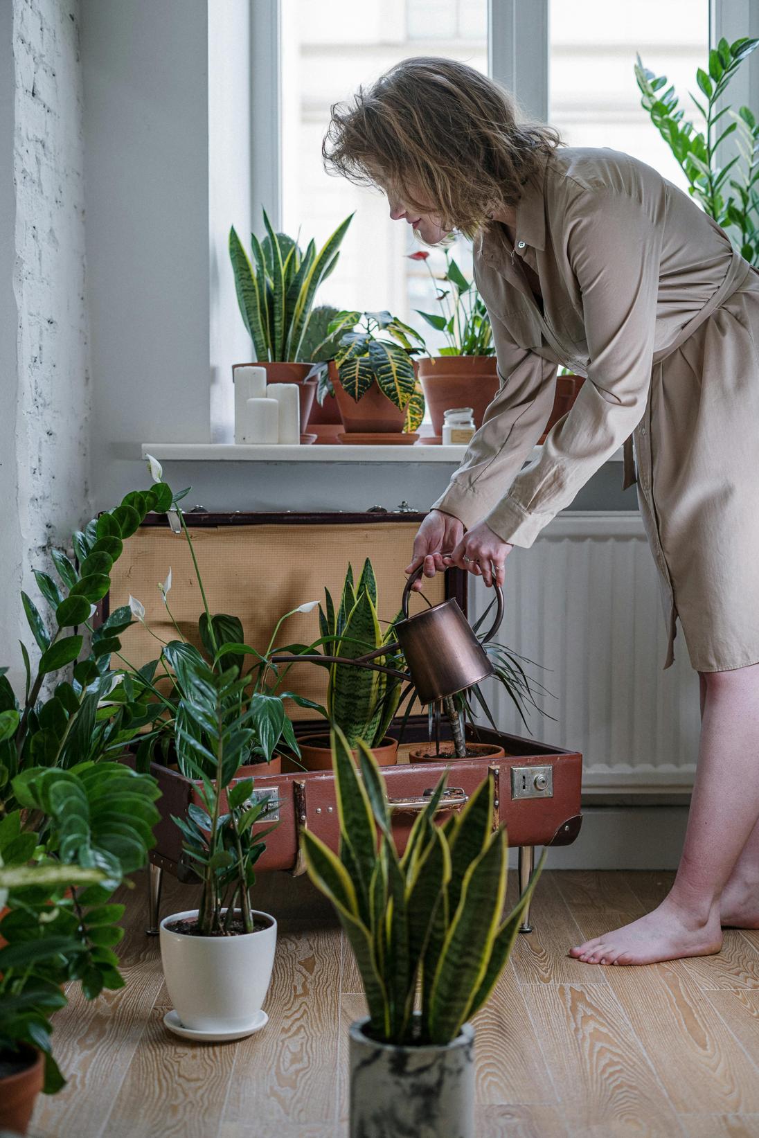 ¿Pueden las luces LED cultivar plantas? Una guía completa