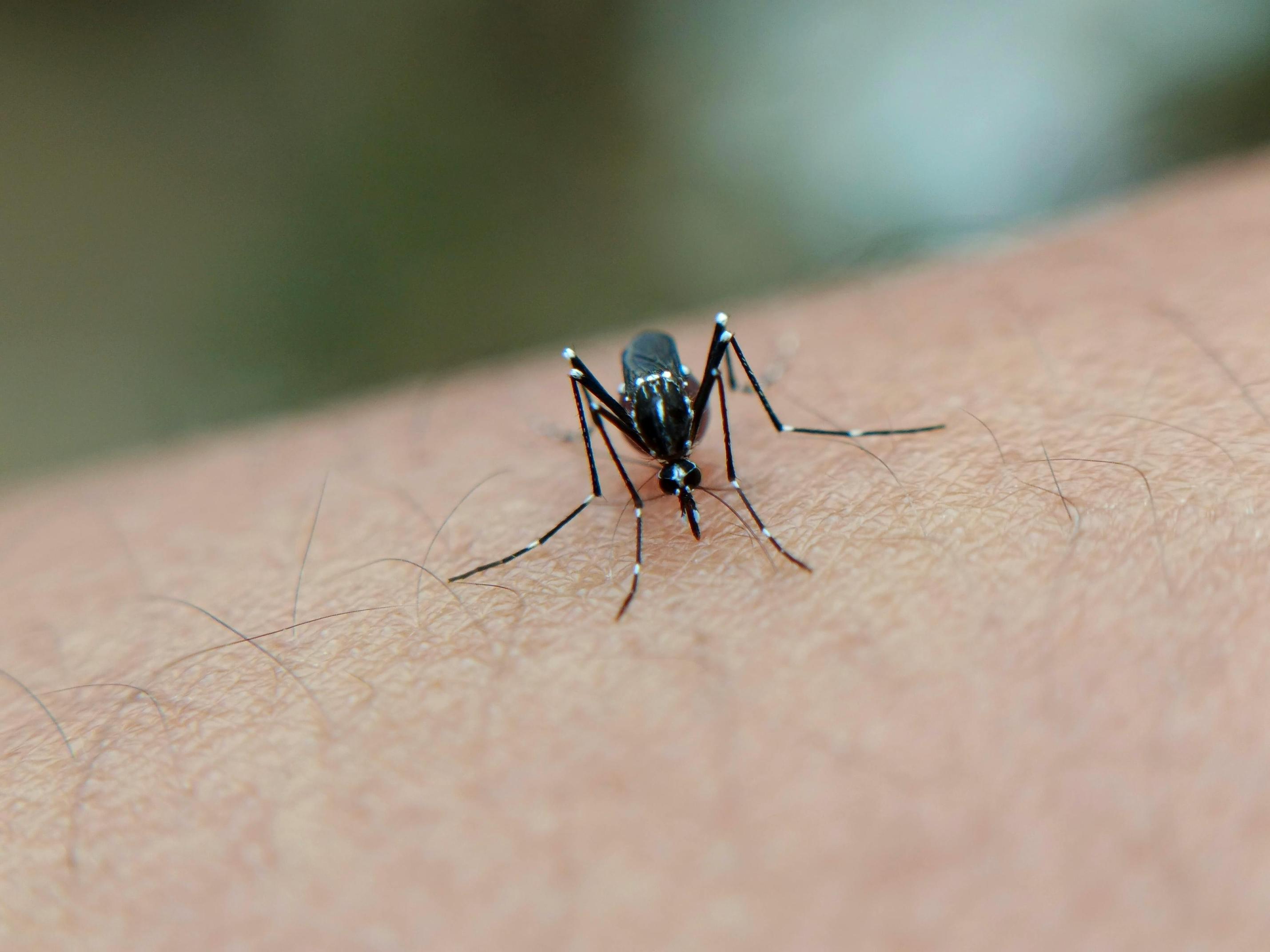 Exploring the Fascinating Technology and Applications of Mosquito Drones