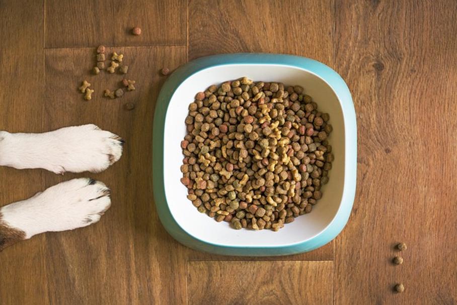 Is Purina One a Good Dog Food?